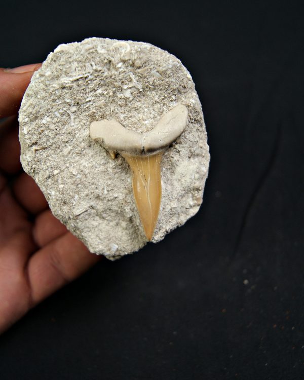 Scapanorhynchus rapax en matriz