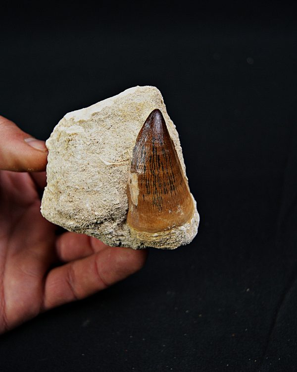 Mosasaurus Thalassotitan atrox