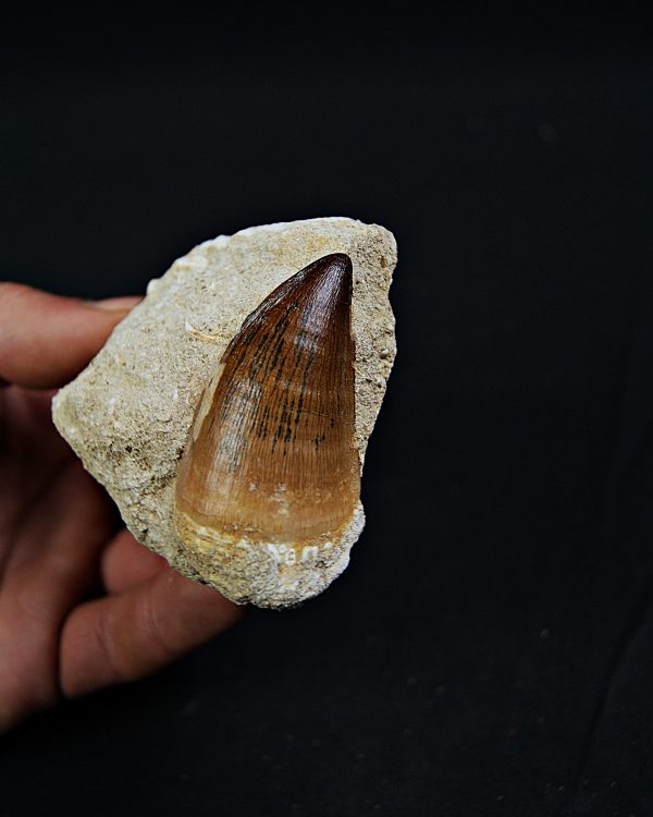 Mosasaurus Thalassotitan atrox