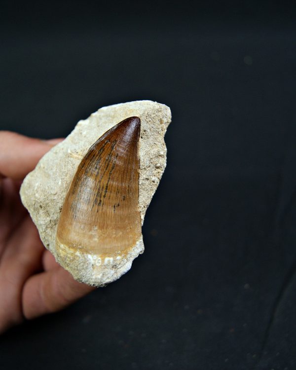 Mosasaurus Thalassotitan atrox