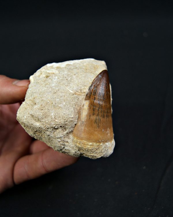 Mosasaurus Thalassotitan atrox