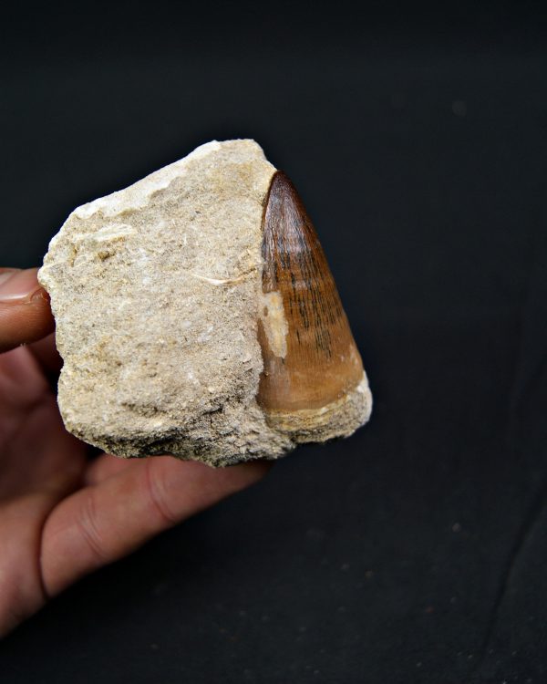 Mosasaurus Thalassotitan atrox