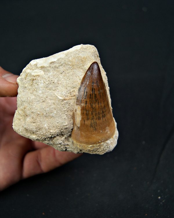 Mosasaurus Thalassotitan atrox