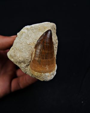 Mosasaurus Thalassotitan atrox