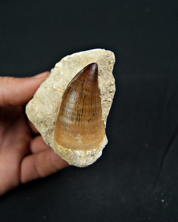 Mosasaurus Thalassotitan atrox