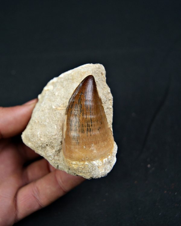 Mosasaurus Thalassotitan atrox