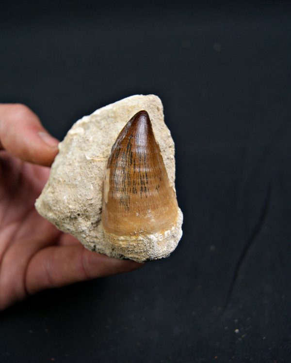 Mosasaurus Thalassotitan atrox