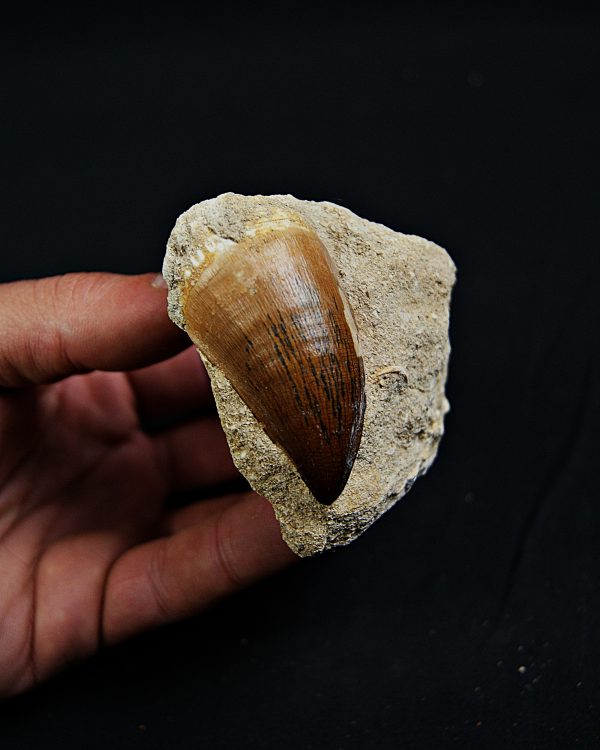 Mosasaurus Thalassotitan atrox