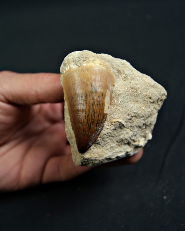 Mosasaurus Thalassotitan atrox