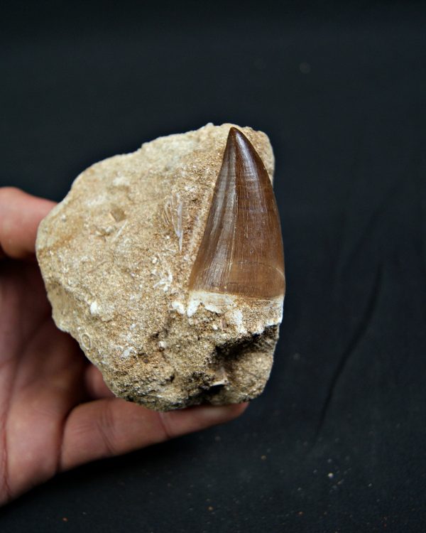 Thalassotitan atrox en matriz