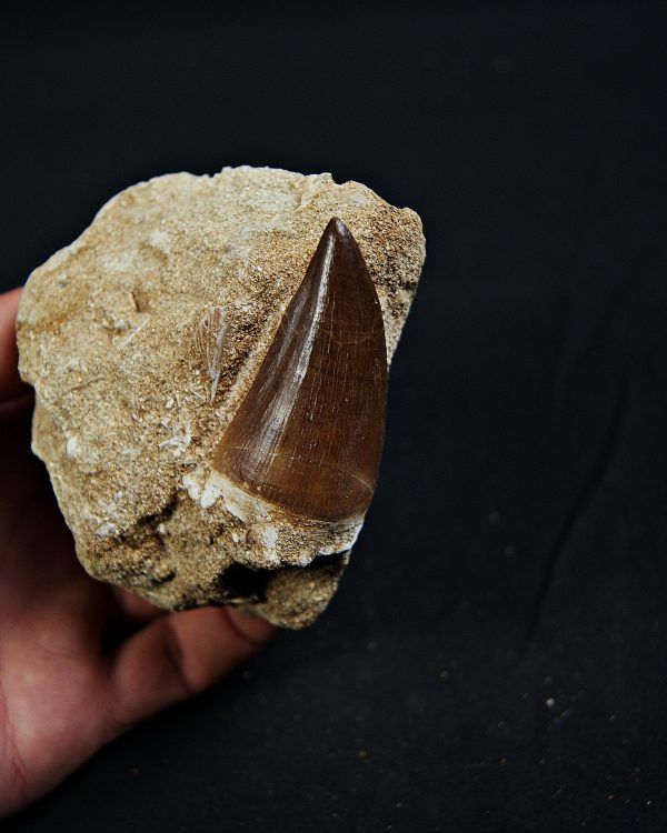 Thalassotitan atrox en matriz