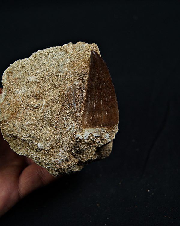 Thalassotitan atrox en matriz