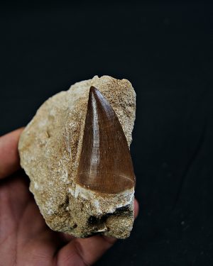 Thalassotitan atrox en matriz