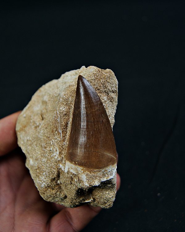 Thalassotitan atrox en matriz