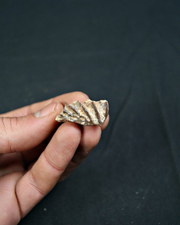 Diente de Ceratodus africanus