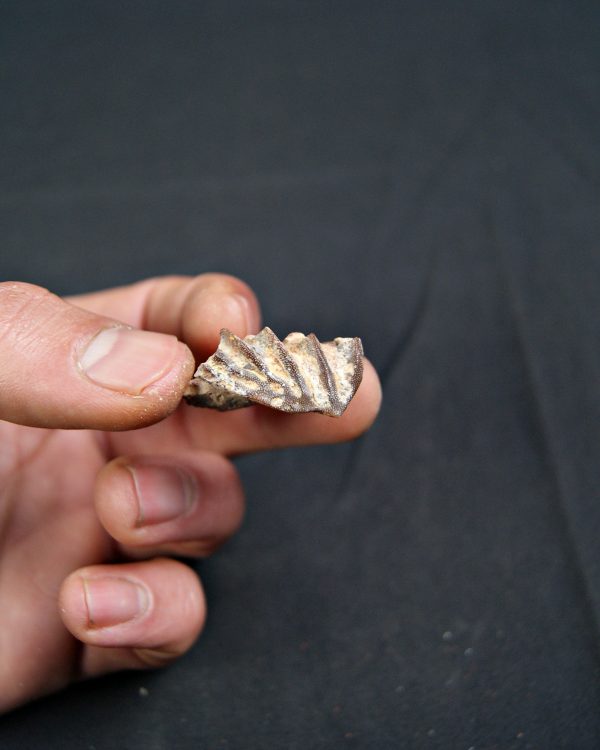 Diente de Ceratodus africanus