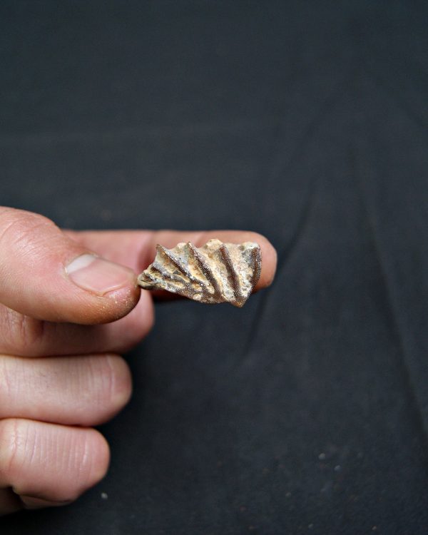 Diente de Ceratodus africanus