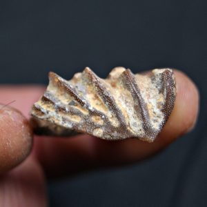 Diente de Ceratodus africanus