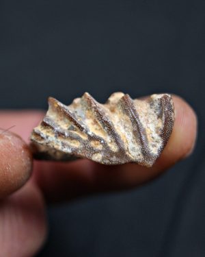 Diente de Ceratodus africanus