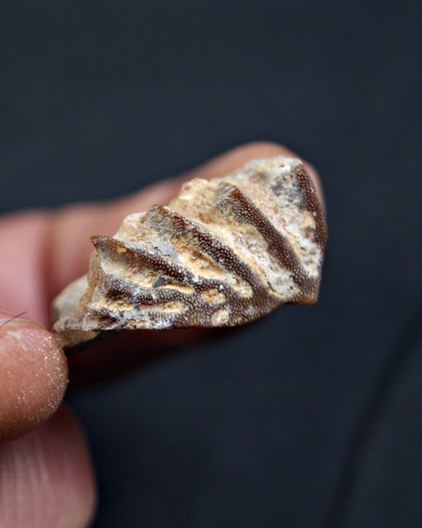 Diente de Ceratodus africanus