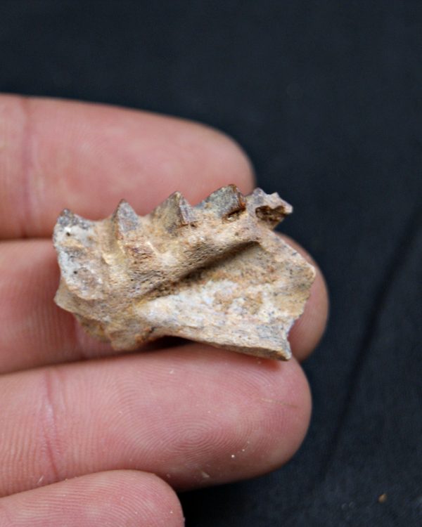 Diente de Ceratodus africanus