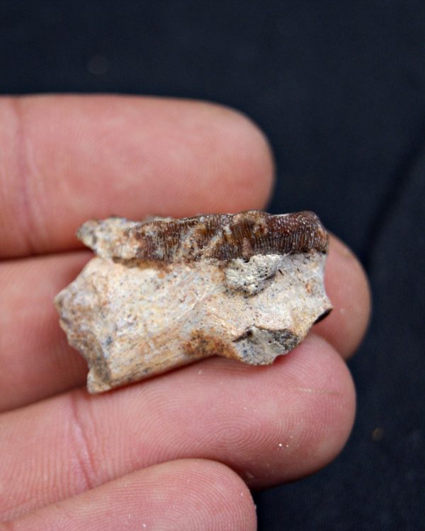 Diente de Ceratodus africanus