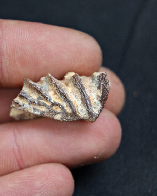 Diente de Ceratodus africanus