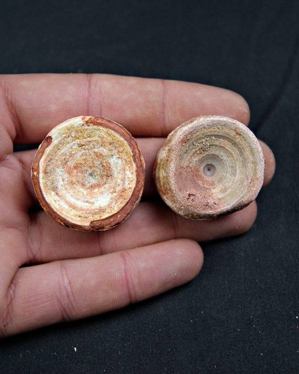 Vértebras de Onchopristis numidus