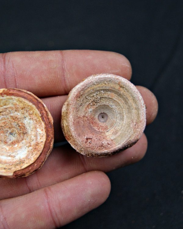 Vértebras de Onchopristis numidus