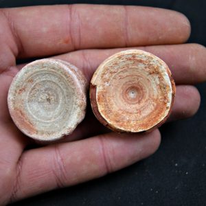 Vértebras de Onchopristis numidus