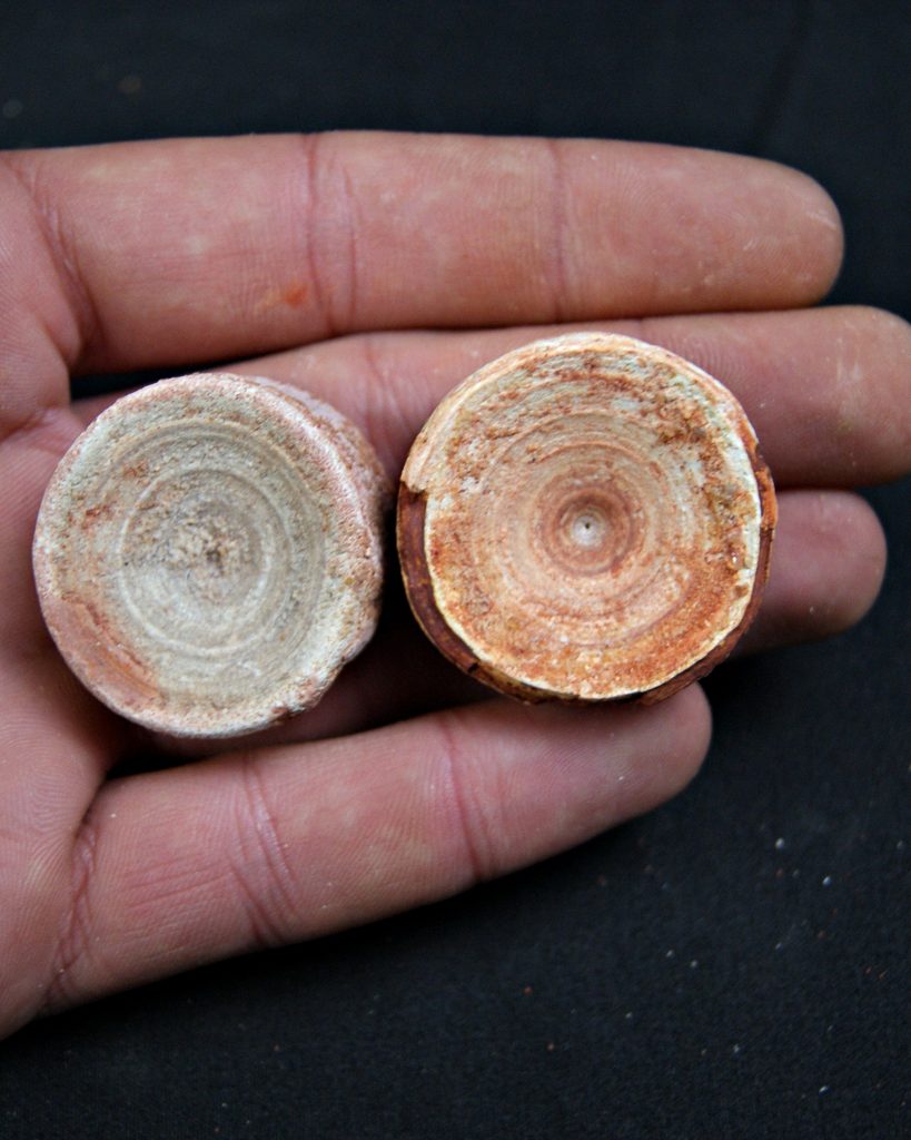Vértebras de Onchopristis numidus
