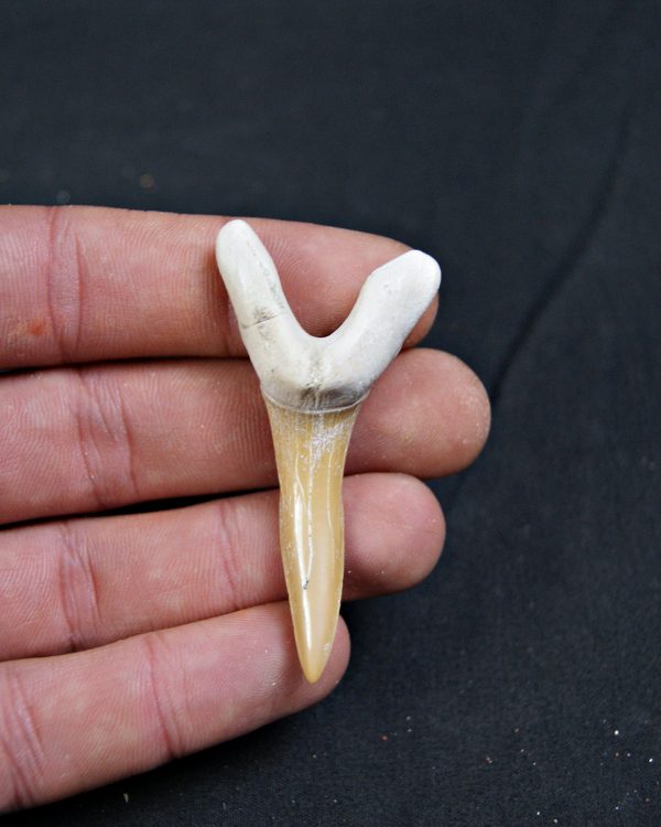 Scapanorhynchus rapax