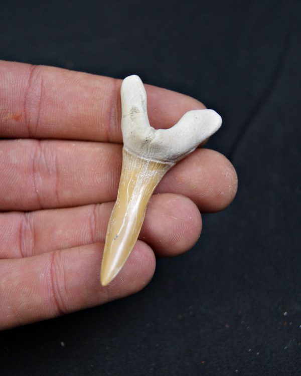 Scapanorhynchus rapax