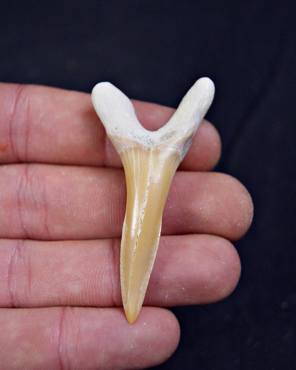 Scapanorhynchus rapax