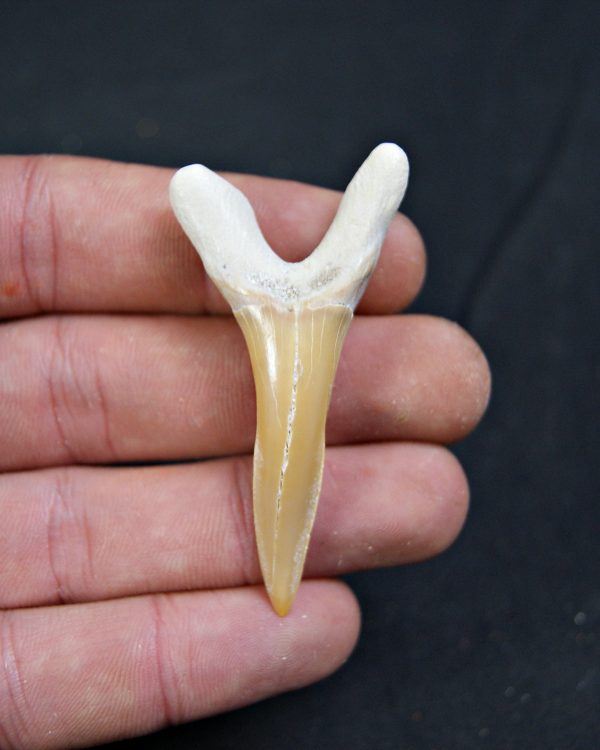 Scapanorhynchus rapax