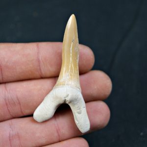 Scapanorhynchus rapax