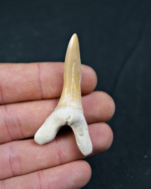 Scapanorhynchus rapax