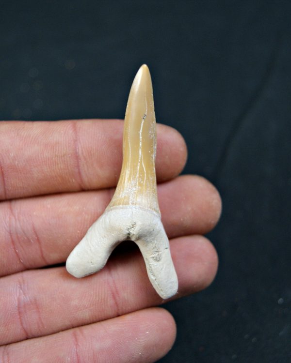 Scapanorhynchus rapax