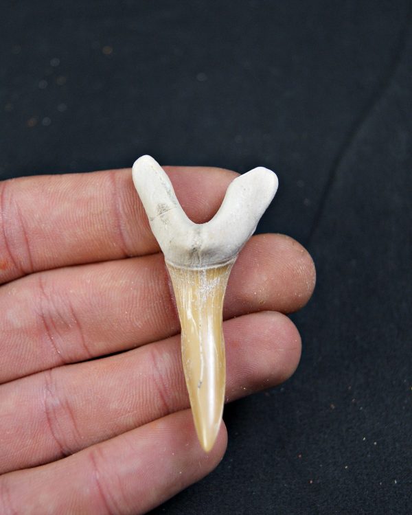 Scapanorhynchus rapax