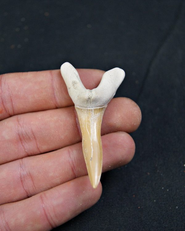 Scapanorhynchus rapax