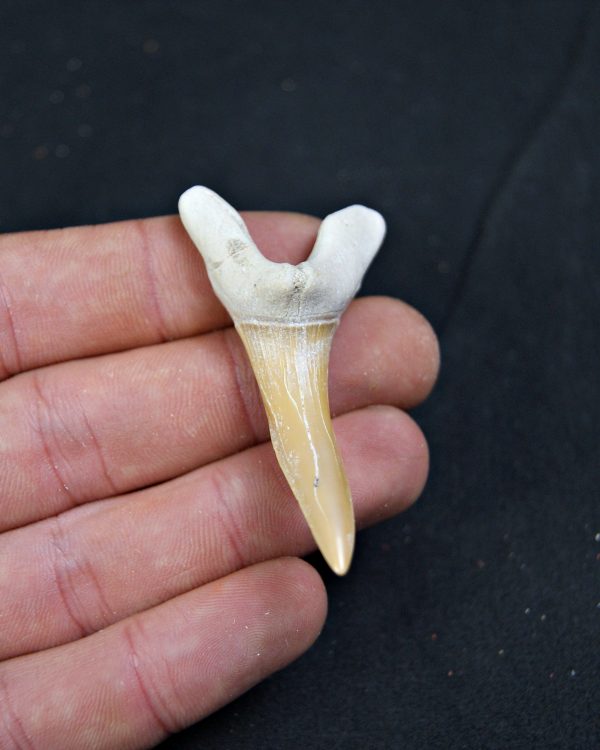 Scapanorhynchus rapax