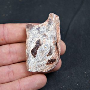 Lepidotes pawdoski Pez