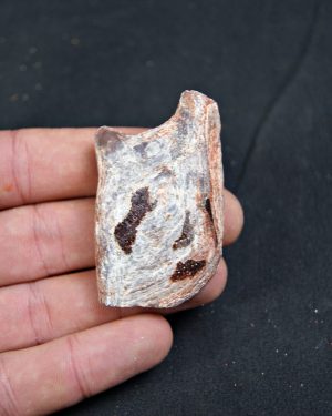 Lepidotes pawdoski Pez