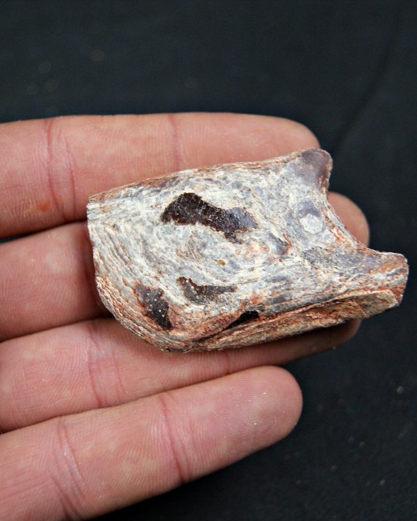 Lepidotes pawdoski Pez