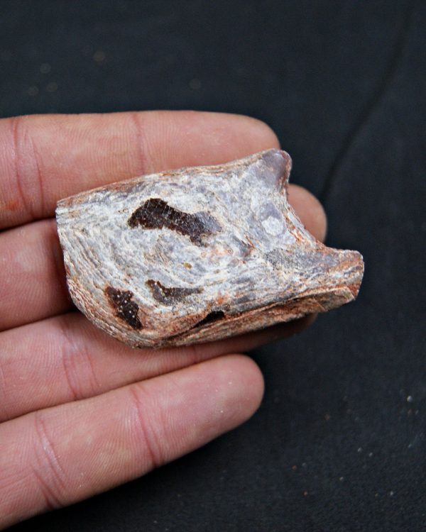 Lepidotes pawdoski Pez