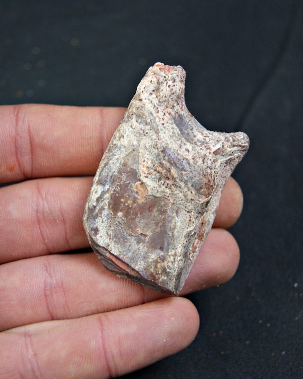 Lepidotes pawdoski Pez