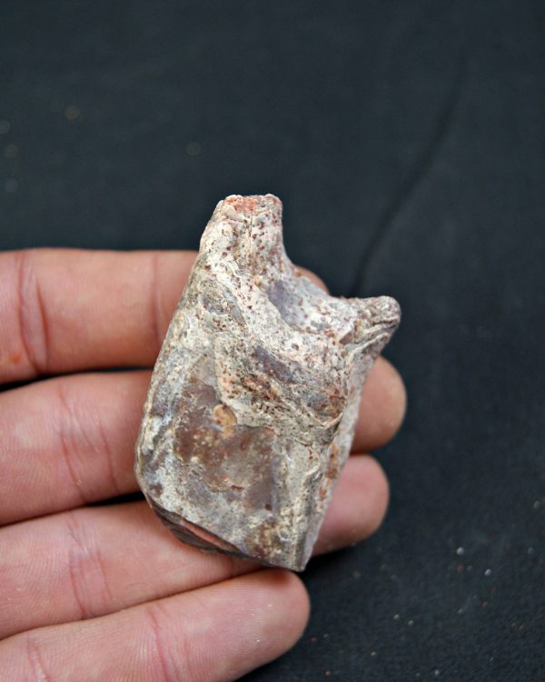 Lepidotes pawdoski Pez