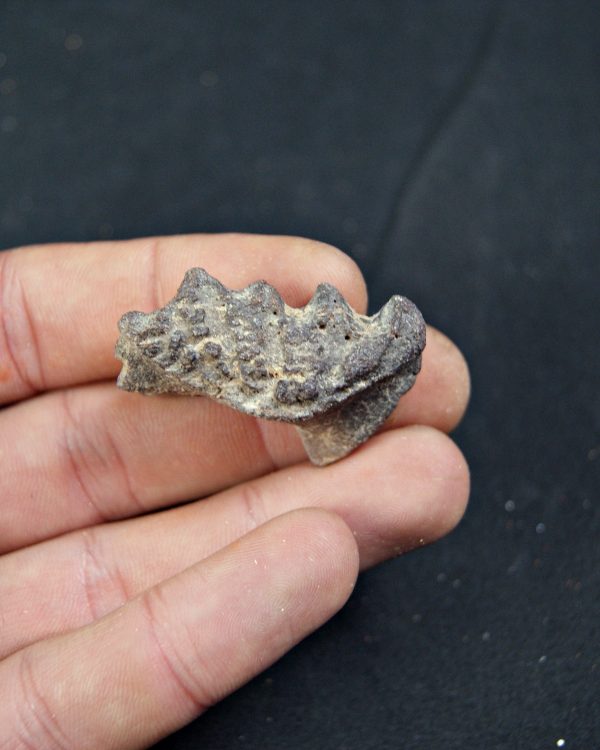 Diente de Ceratodus africanus