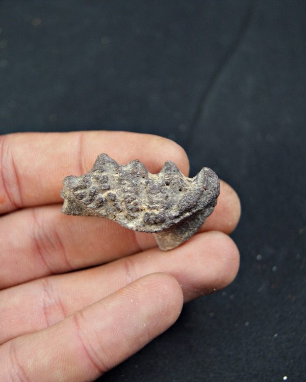 Diente de Ceratodus africanus