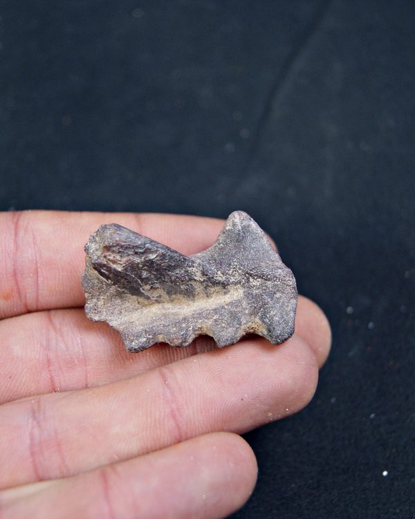 Diente de Ceratodus africanus